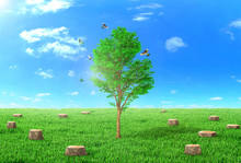 The Concept Of Regeneration. The Young Tree Grows On The Field Surrounded By Stumps. Around The Tree Flying Birds. Religion