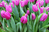 Fototapeta Tulipany - Bright pink tulips.