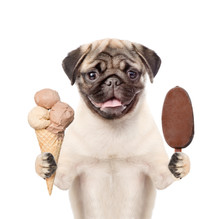 Dog Holding Ice Cream. Isolated On White Background
