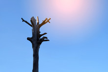 Dead Tree On Blue Sky Background In Sunshine.