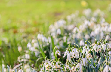 Canvas Print - White blooming common snowdrop plants from close