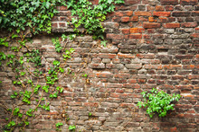 Background Of Old Red Brick With Green Crawling Ivy