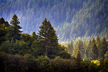 Wall Mural - Pine Forest During Rainstorm Lush Trees