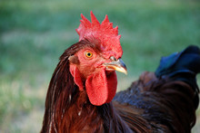 Closeup Of Rhode Island Red Rooster