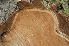 Detail Of A Fresh Tree Cut Profile