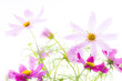 Zarte flieder- und pinkfarbene Cosmea Seashell  Blüten vor weißem Hintergrund (Studioaufnahme)