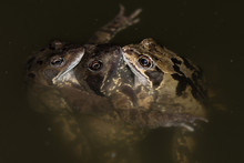 Three Common Frogs (Rana Temporaria) Mating From Above. Group Of Frogs In A Pond With Female Sandwiched Between Two Males Aiming To Fertilise Spawn