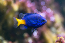 Yellowtail Damselfish (Chrysiptera Parasema). Popular Saltwater Aquarium Fish From The Indo-Pacific In The Family Pomacentridae, Aka Yellowtail Blue Damsel And Goldtail Demoiselle