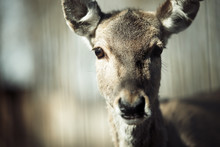 Portrait Of Deer In Wildlife