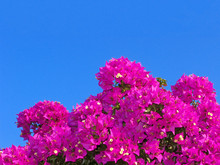 Bright Pink Flowers Of Bougainvillea Against Clear Blue Sky. Greece. Natural Background.