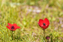 Two Bright Red Anemones On Field