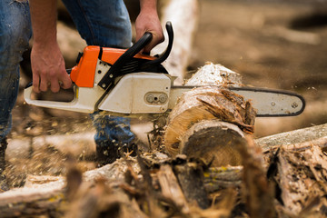 Wall Mural - Guy cuts a tree with a chainsaw