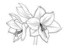 Amaryllis Hippeastrum Lilly Flower Isolated Black And White Outline Sketch Drawing. Closeup Macro Front View. Spring Floral Bouquet Foliage Element. Vector Design Illustration.