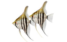 Zebra Angelfish Pterophyllum Scalare Aquarium Fish Isolated On White 