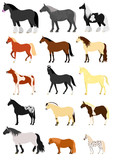 Fototapeta Konie - Horse breeds set