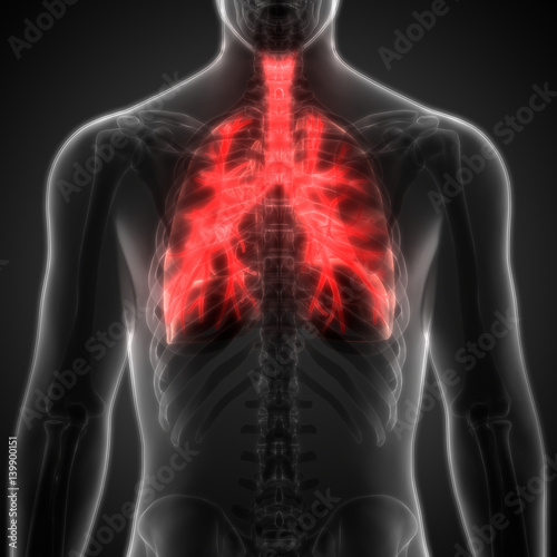 Human Body Organs Lungs Anatomy Posterior View Stock Illustration Adobe Stock
