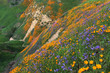 California Golden Poppy and Phacelia Minor blooming in Chino Hills State Park, California