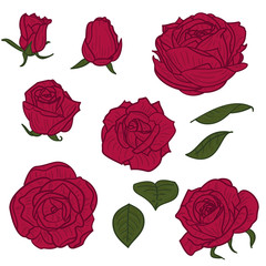Wall Mural - Set of red rose flowers in vintage style. Hand drawn botanical vector illustration. Floral design