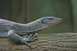 canvas print picture - Lizard Profile