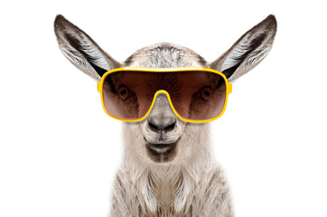 Wall Mural - Portrait of a goat in sunglasses isolated on white background