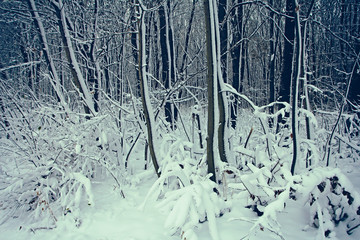 Wall Mural - Winter forest nature snowy