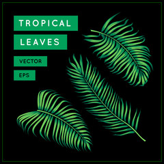 Green palm leaves isolated on black background. Tropical exotic foliage. Jungle leaf. Palm tree branch. Vector botanical illustration. Vintage floral design element. Areca palm. EPS 10.