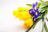 Fototapeta Kwiaty - Yellow tulips
