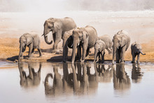 Family Of African Elephants Drinking At A Waterhole In Etosha National Park. Namibia, Africa.