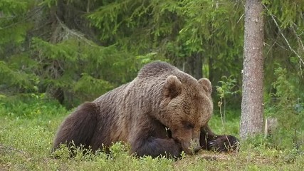 Wall Mural - brown bear lying in the forest and eats