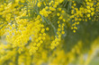 flowers of yellow mimosa