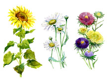 Watercolor Aster, Chrysanthemum, Sunflower, Chamomile  Bouquet On A White Background Illustration.