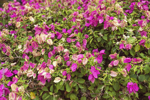 Pink Blossom Bush This Stock Photo And Explore Similar Images Pink Blossom Bush