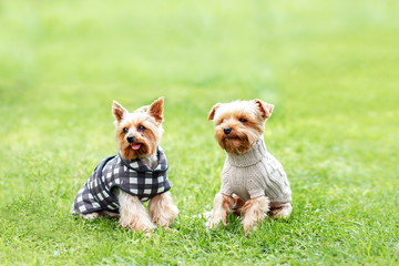 portrait of two happy friends yorkshire terrier puppy in clothes on nature background