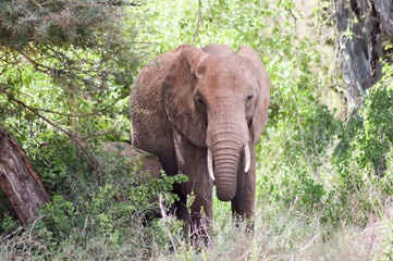 Sticker - Young elephant walking in the savanna