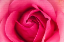 The Close Up Rose With Lego Effect