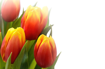 Sticker - Close up of red and yellow tulip flowers isolated on white