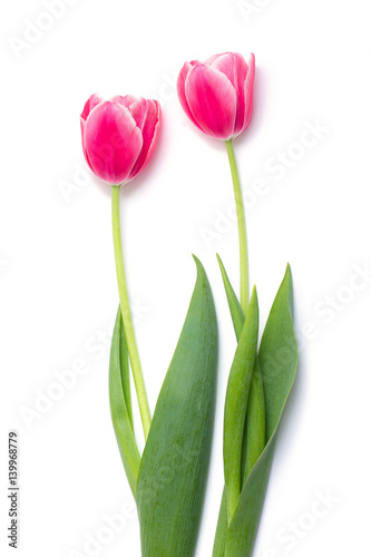 fresh pink tulips