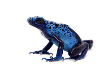 Blue Poison dart frog, Dendrobates tinctorius Azureus, on white