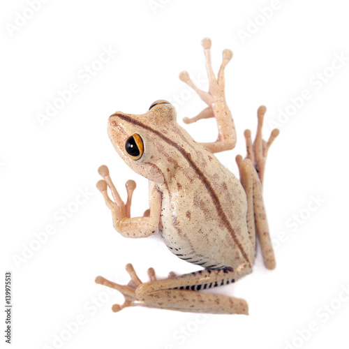 Fotografie, Obraz Troschel's tree frog, Hypsiboas calcaratus, on white
