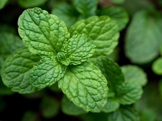 Green mint leaf closed up