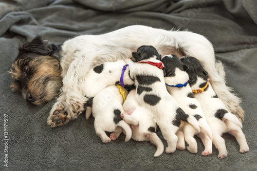 Foto Newborn dogs baby - 8 day old - jack russell