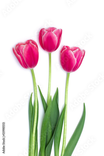 fresh pink tulips