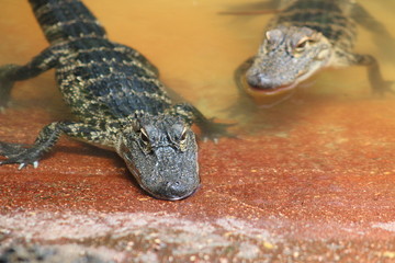 Wall Mural - an american alligator