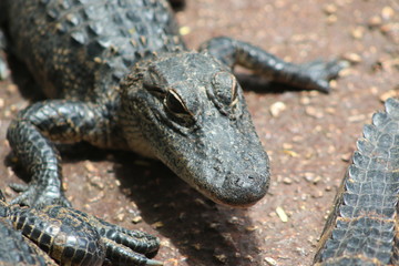 Canvas Print - an american alligator