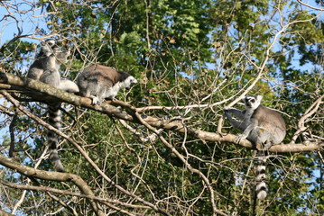 Poster - ring-tailed lemur