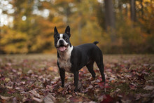 Boston Terrier Outside In The Fall Season.