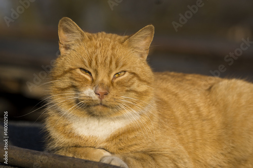 Fototapeta Rudy Kot Na Dachu Szopy