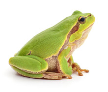 Green Frog Isolated.