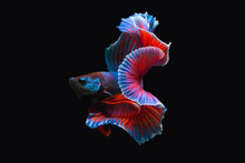 Thailand  Fighting Fish, Isolated On Black Background. Capture The Moving Moment Of Siamese Fighting Fish.