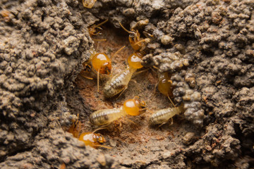 Termites nesting